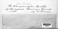 Melampsora epitea image